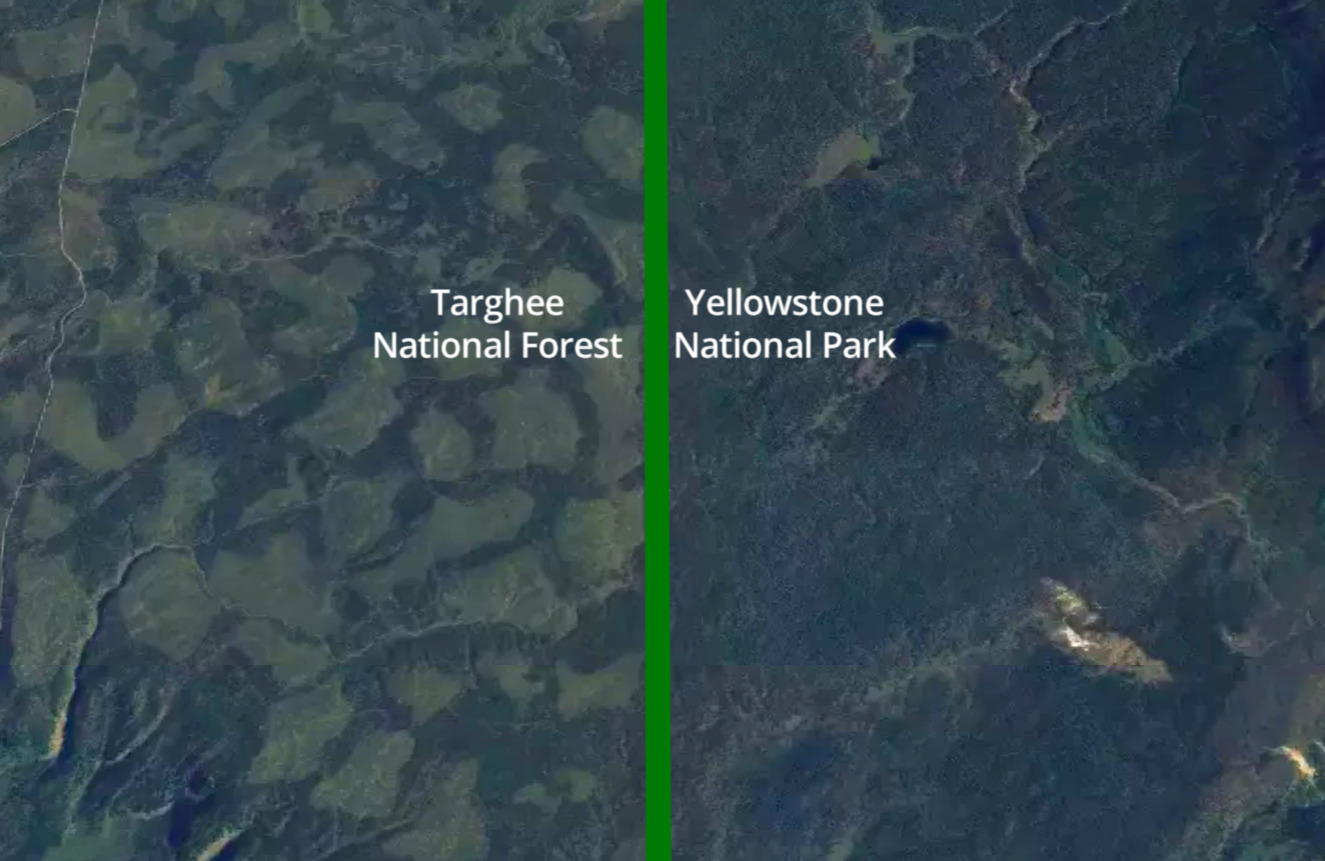Roadless forests and logging impacts near Yellowstone