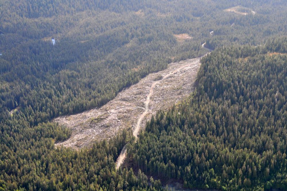 Aerial view of vast stretch of trees with large section that has been logged and cleared near center-frame, Tongass National Forest, Alaska