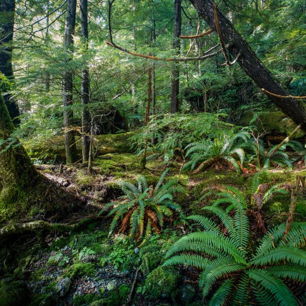 Dense green forest growth, ferns and moss in Tongass National Forest, Alaska