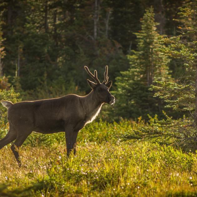 Antlered caribou standing in sunlit open clearing with lush forest in the background 