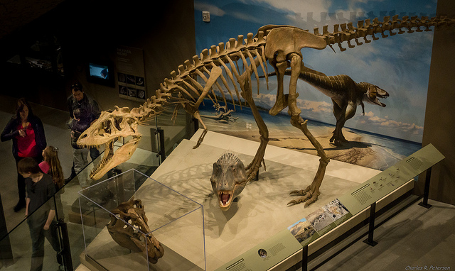 A dinosaur skeleton unearthed at Grand Staircase-Escalante National Monument, now exhibited at the Natural History Museum of Utah.