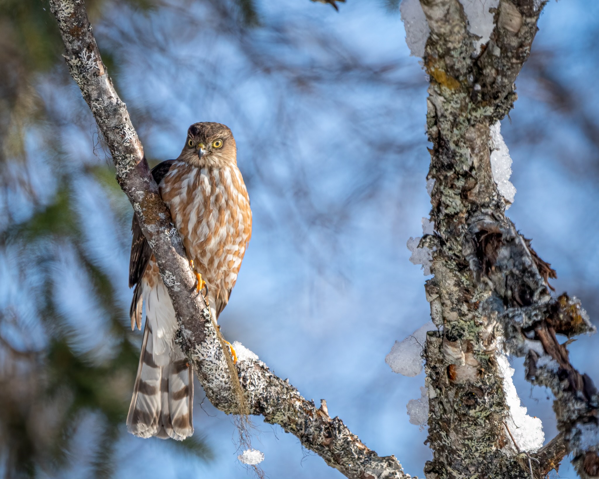 a hawk sits on a tree with snow