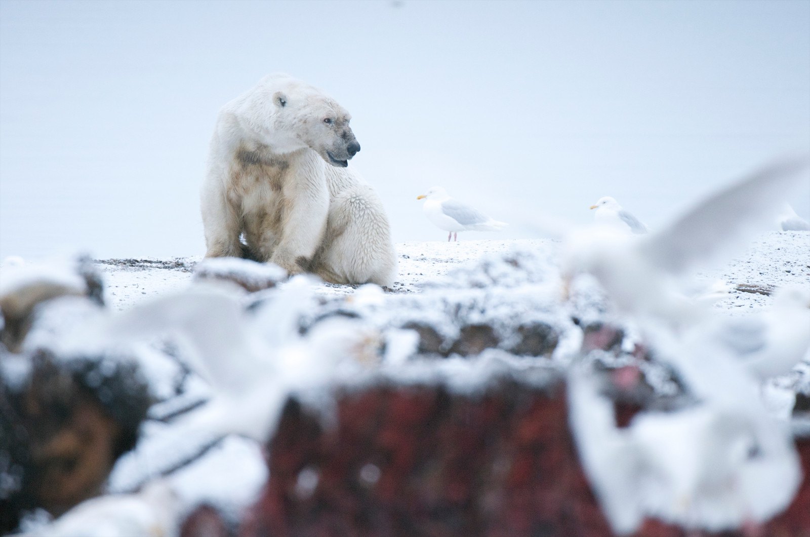 Polar bear in the Arctic Refuge. (Credit: Florian Schulz)