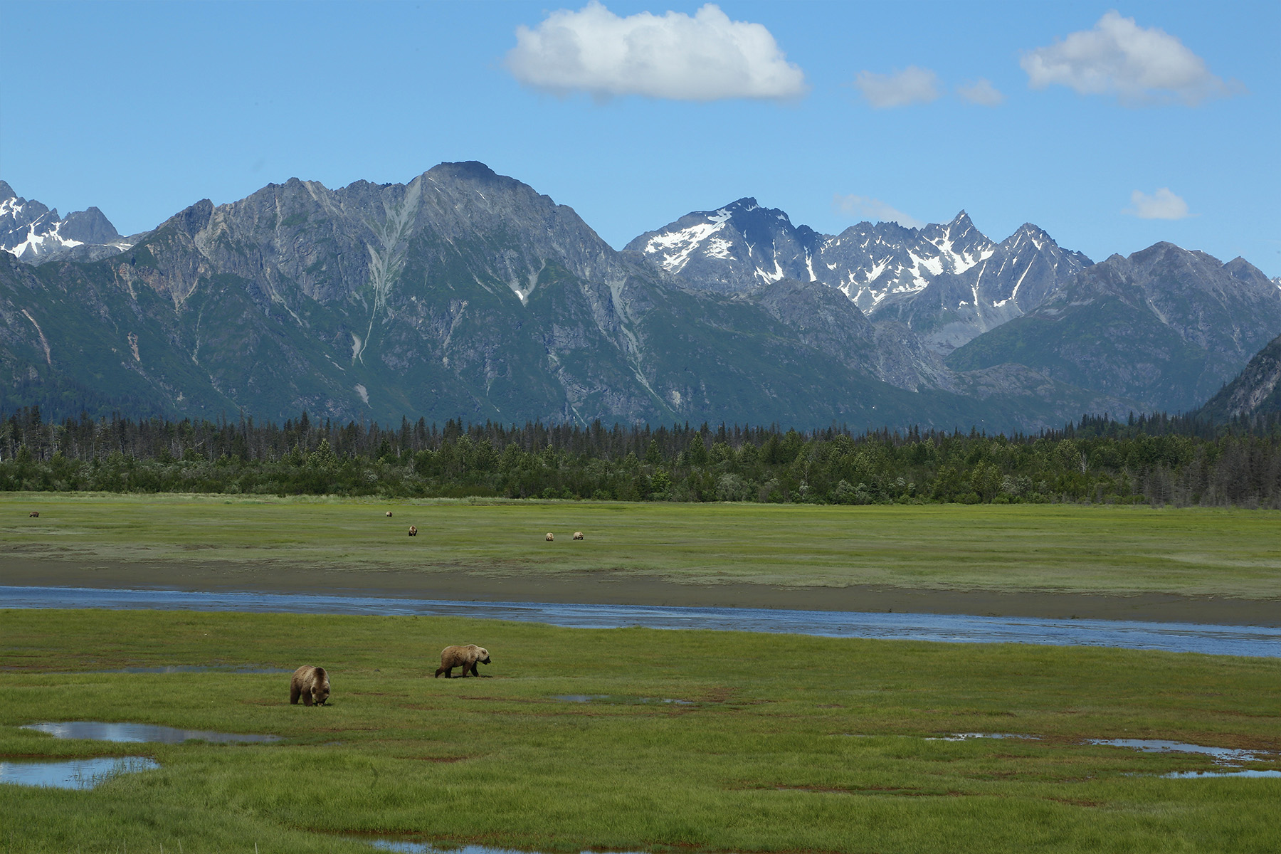 mountains with snow in the back and a field of grass with several brown bears 