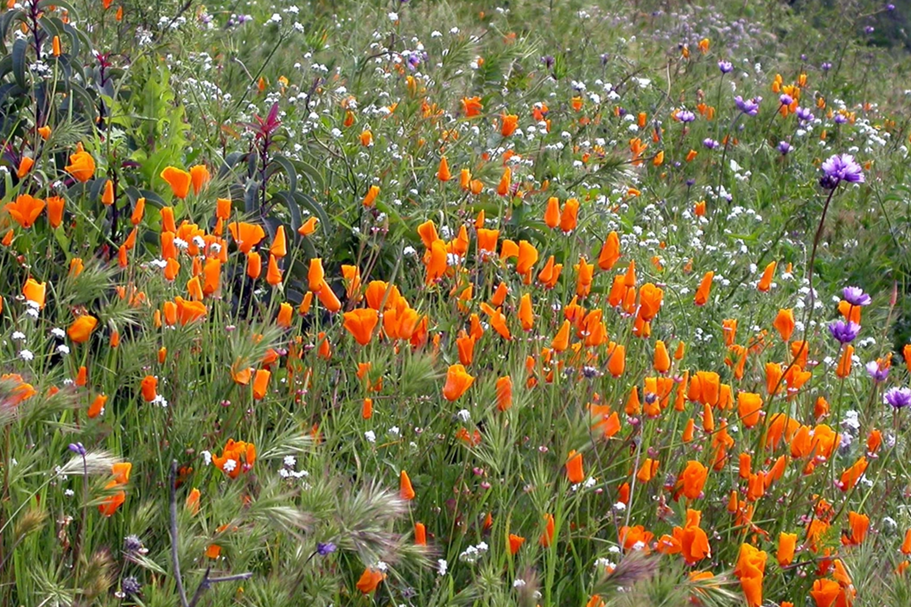 field of colorful wildflowers