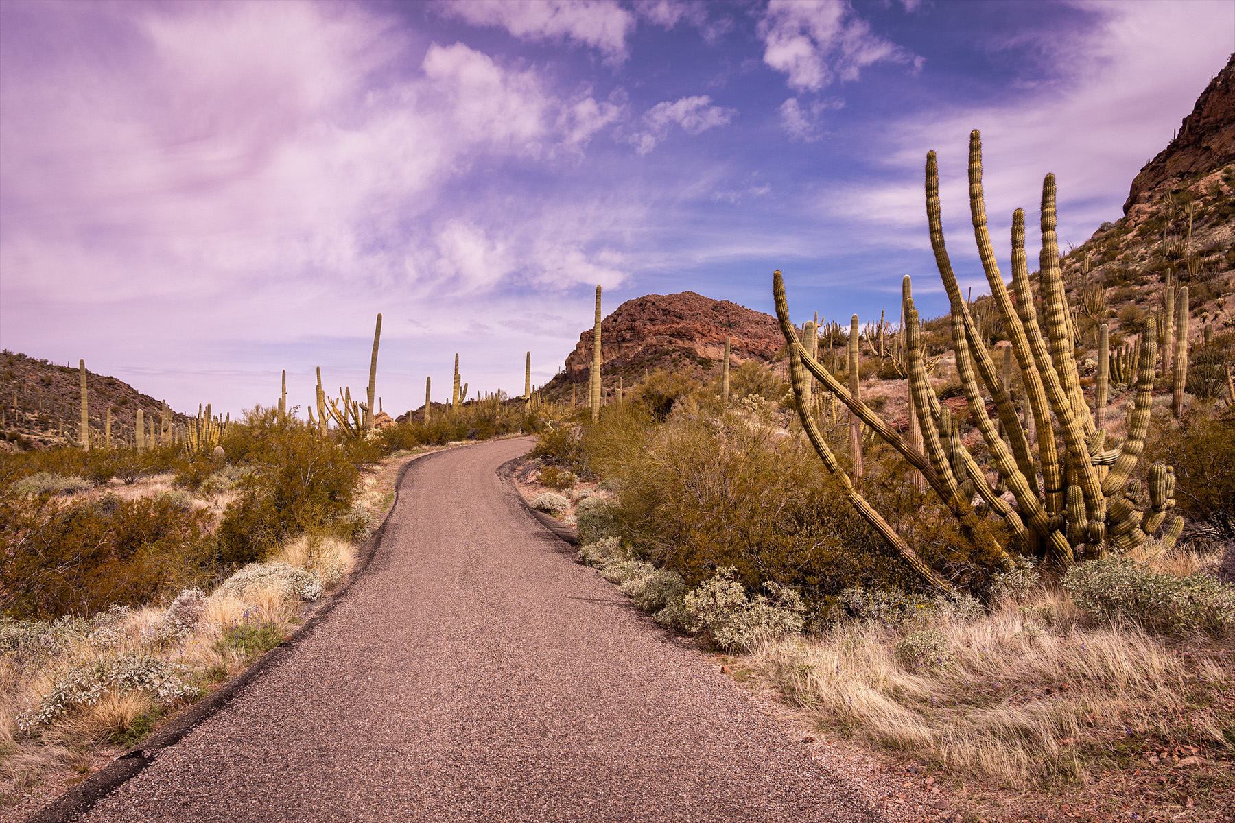 desert with tall cactus and road in the middle