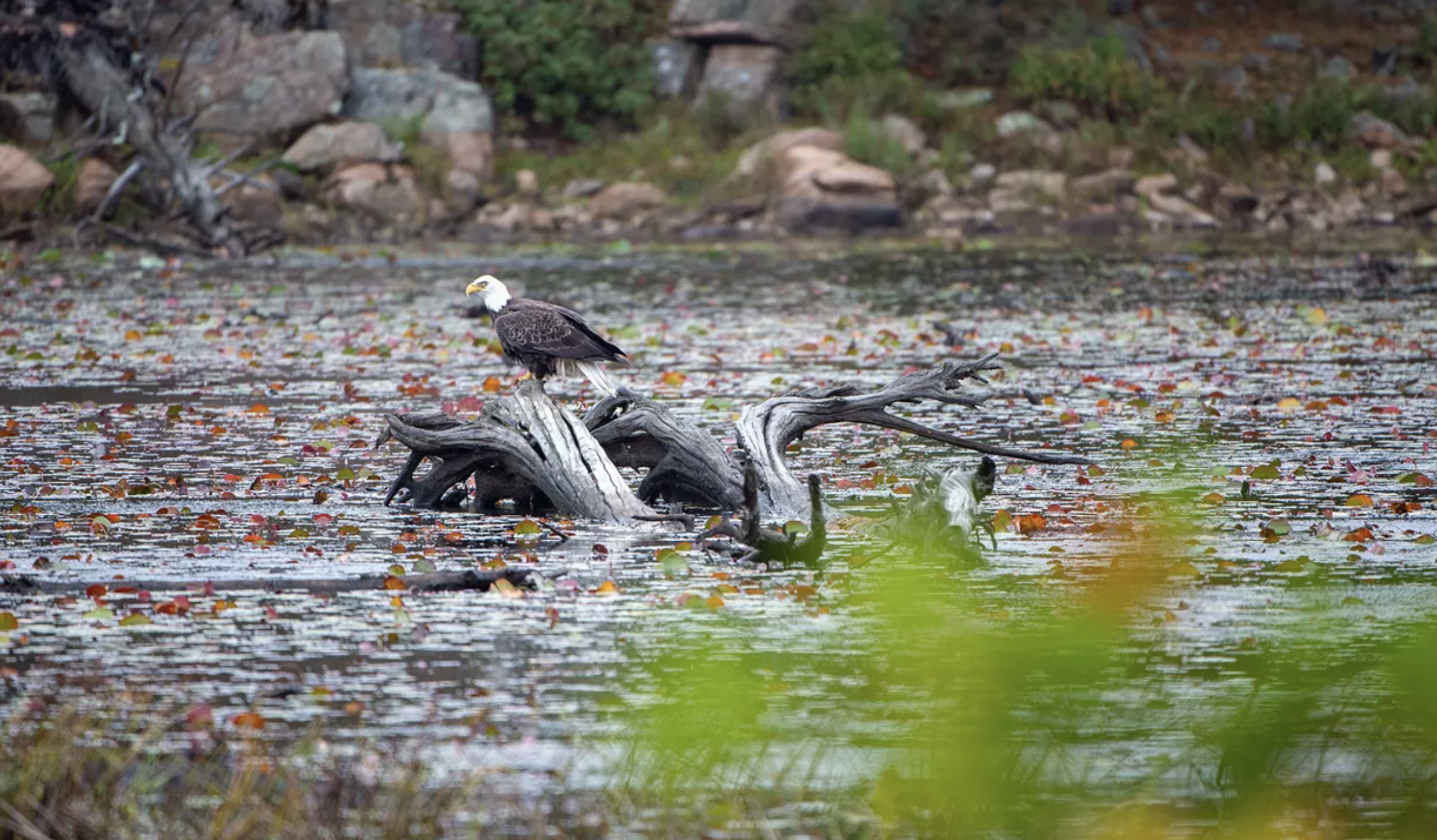 bald eagle standing on a piece of wood in a river
