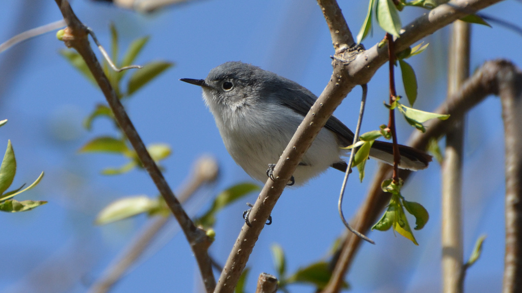 Blue Gray Gnatcatcher