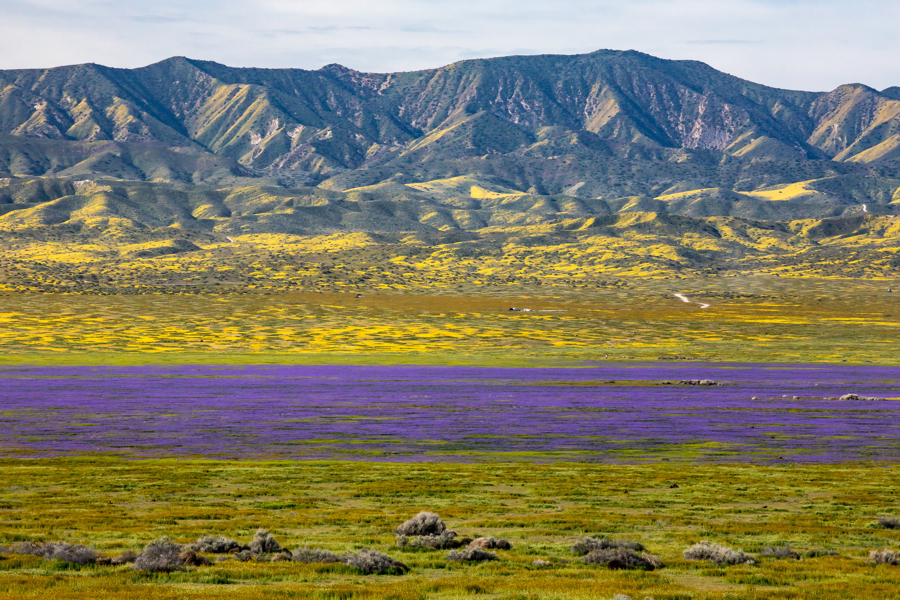 a plain with purples, yellow flowers and mountains in the background