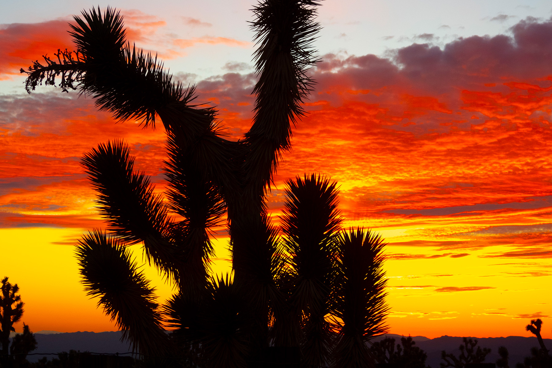 joshua tree silhouette with a sunset in the background