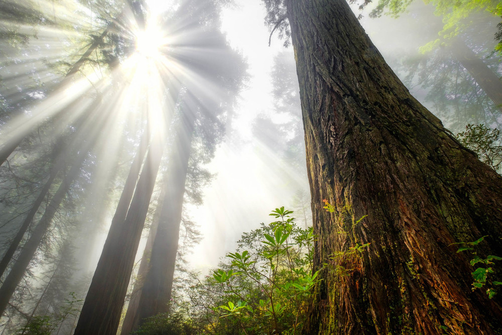 Redwood National Park, CA