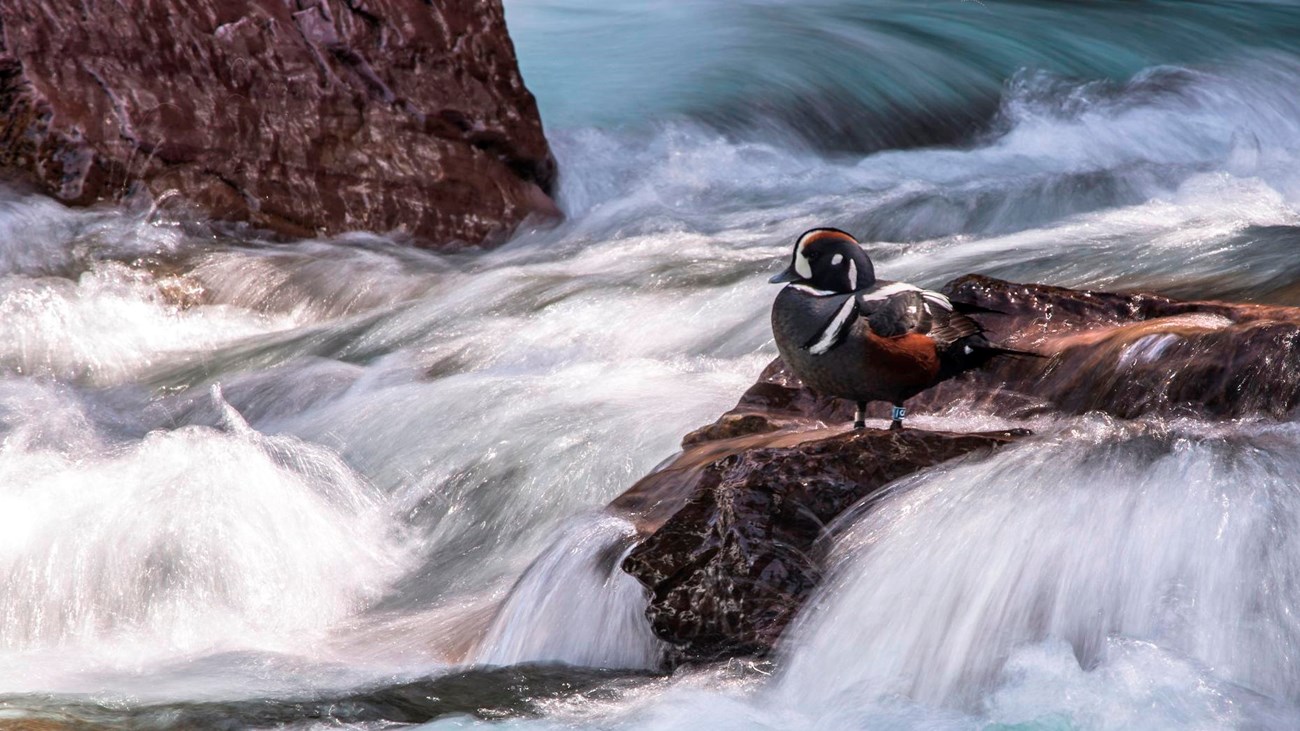 duck in a river rapid