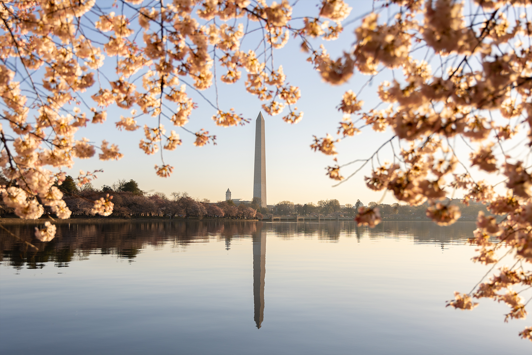 washington monument surrounded by cherry blossoms