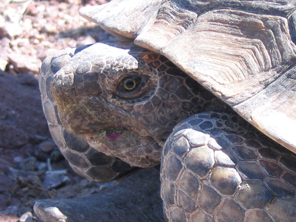 Desert Tortoise