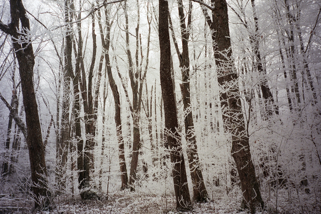 Trees in Great Smokey Mountains National Park, NC