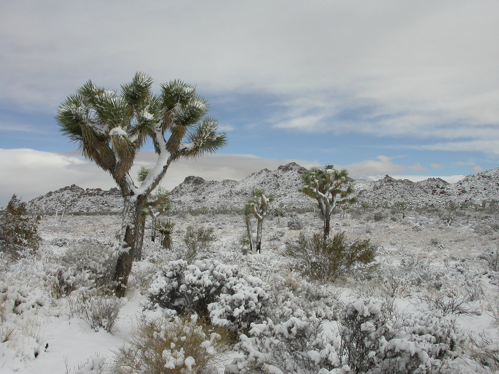 Joshua Tree National Park, CA