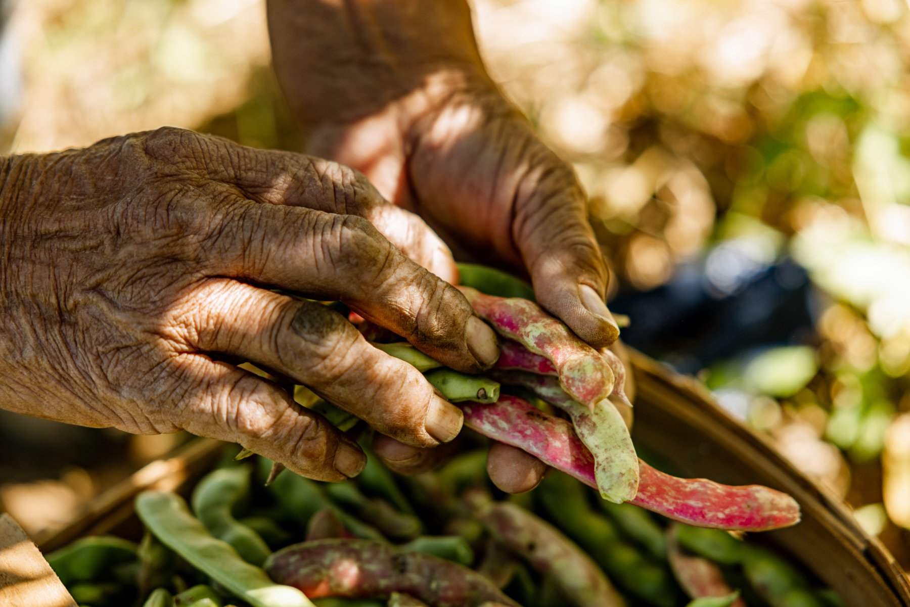 Relations with Tsu-ni-ga-yv-li-ge-i-yu-li-s-ta-nv (Ancestors) are still strong. The Cherokee people have lived with this land since time immemorial. The earth is the dust of the Ancestors. They help grow the food to feed the next generation.