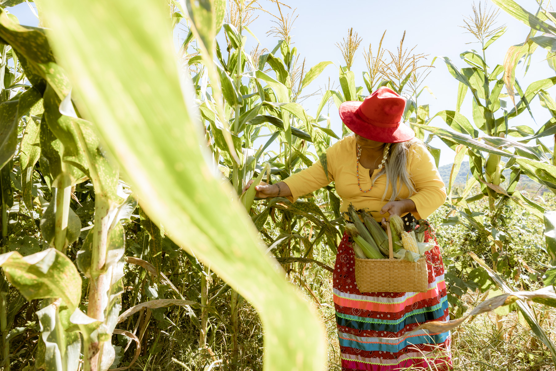 Selu(Corn) A-ge-yv (Woman).  For Cherokee people, women and the land are respected, both are sources of life. Nikki harvests corn from the tribal community garden at the Kituwah mothertown mound. She serves 3 Sisters Soup at her restaurant.