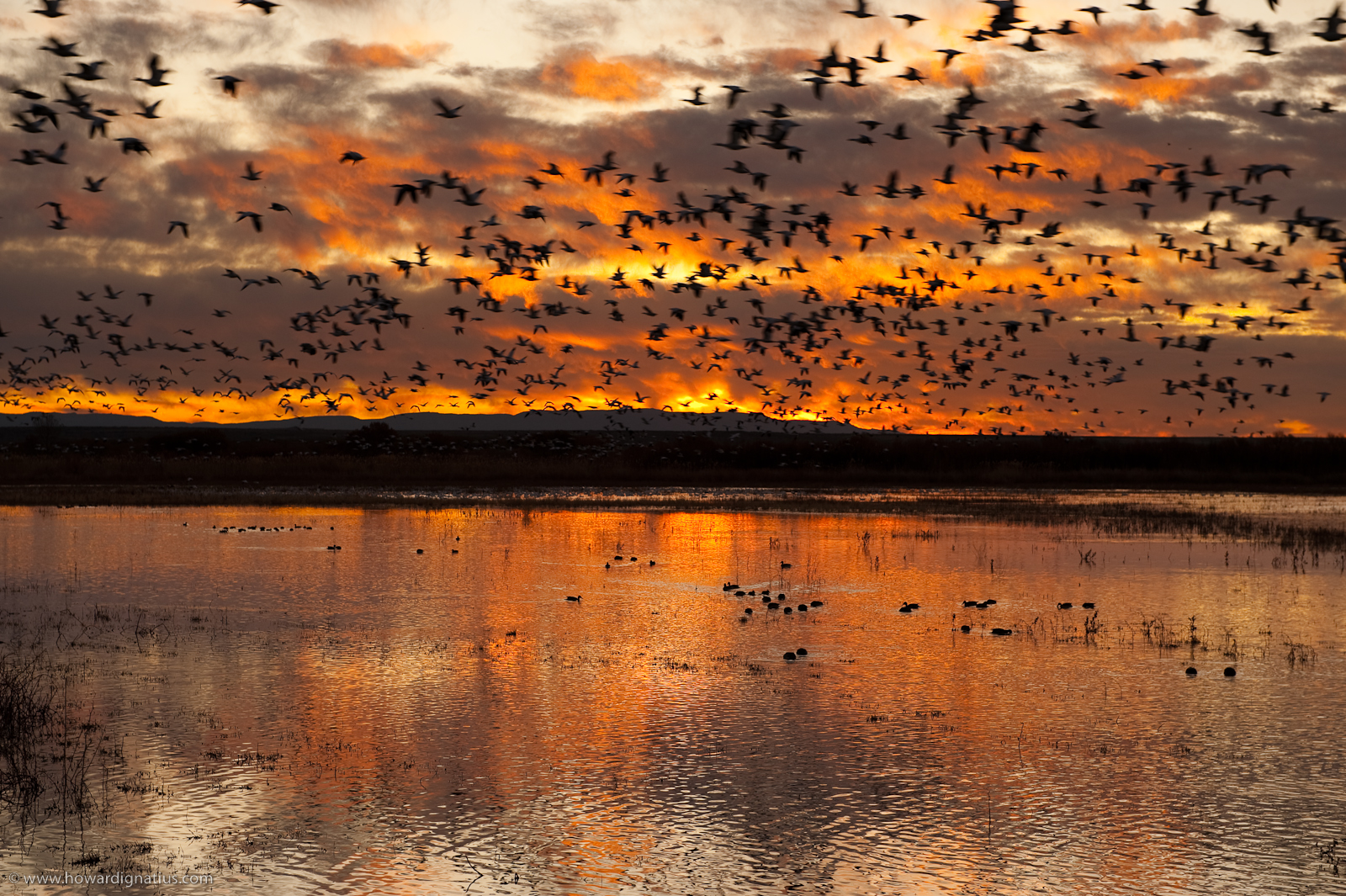 sunrise with hundreds of birds flying