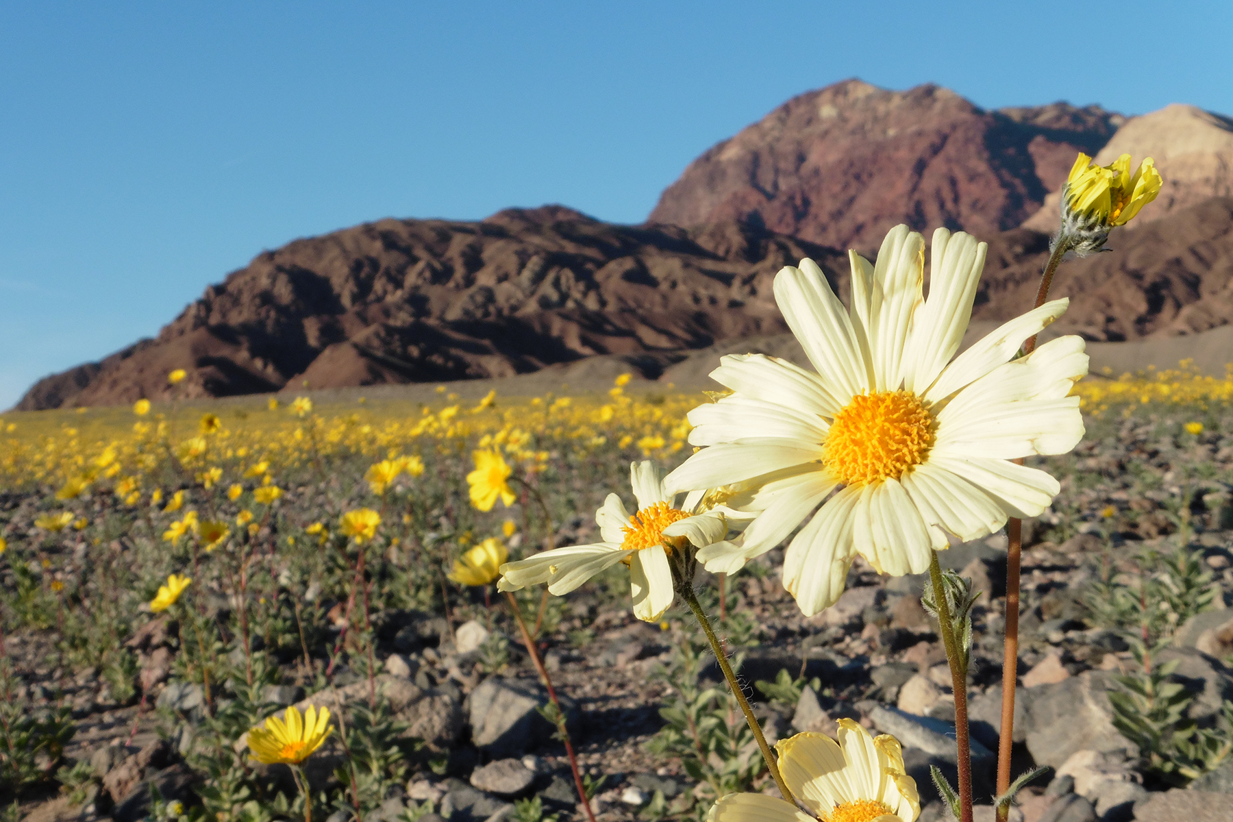 flower with mountains in the background