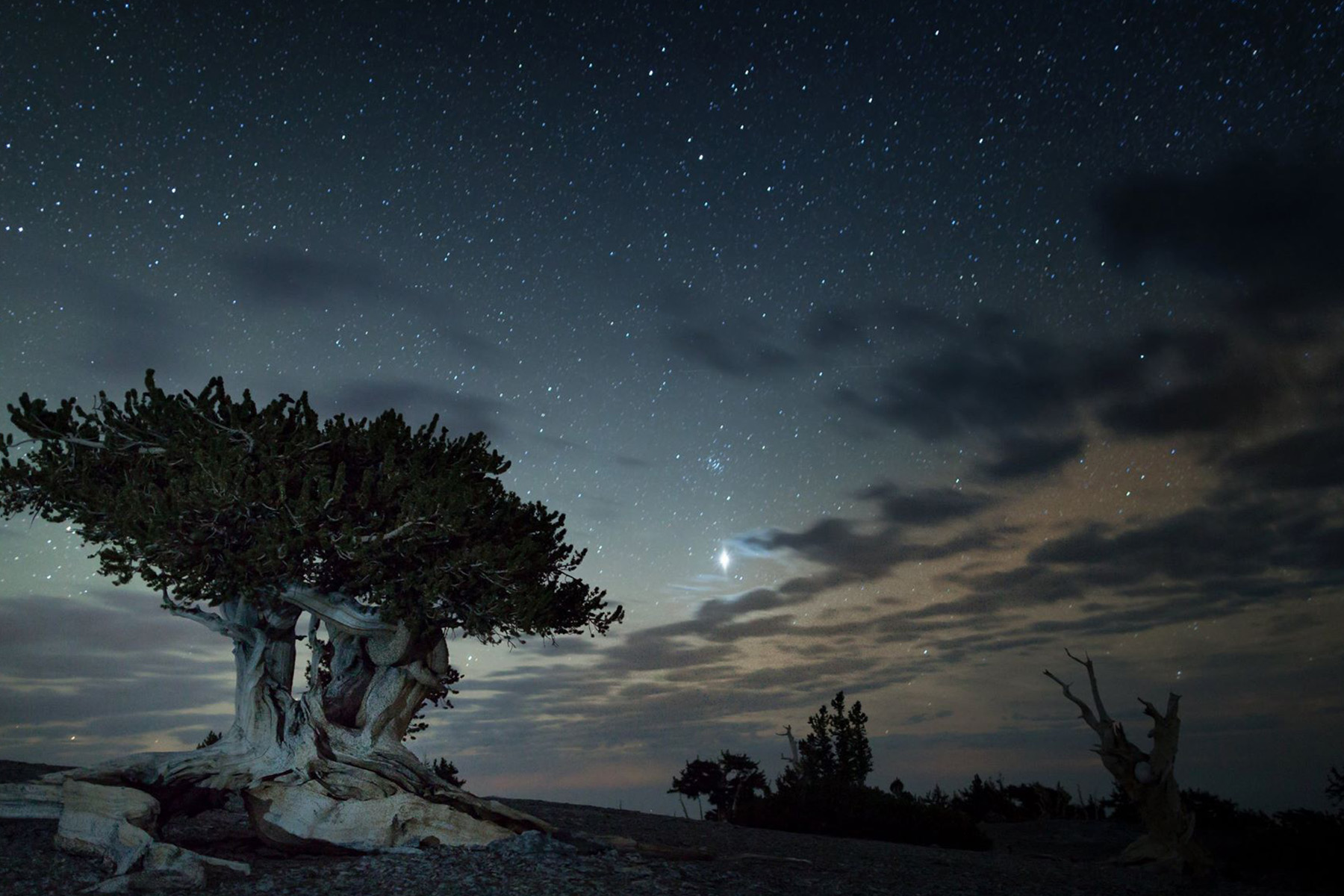 starry skies over desert