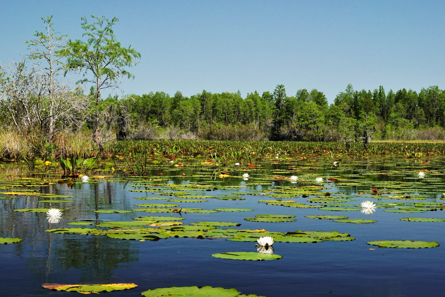 lily pads on water in a swamp