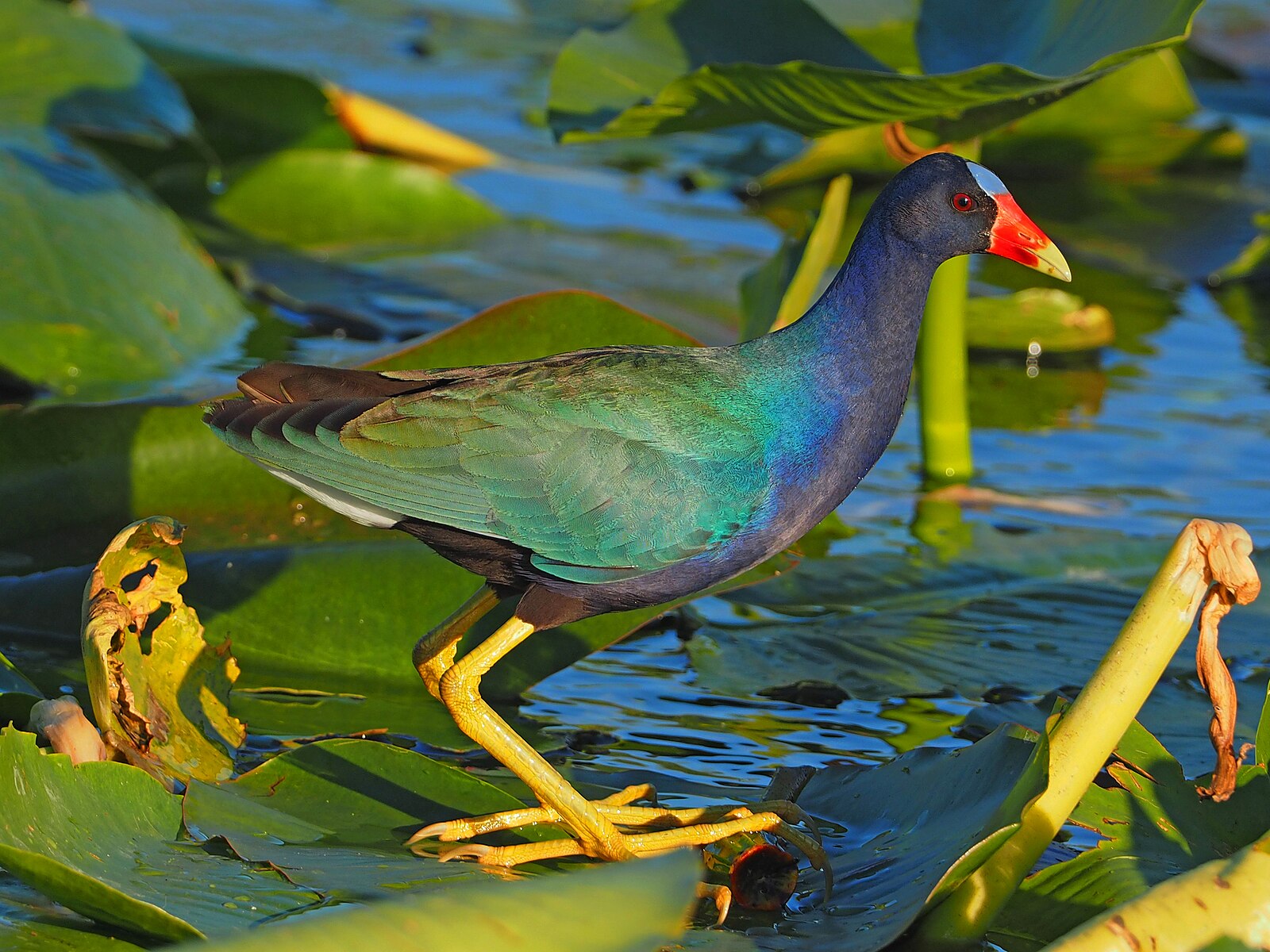colorful bird on top of marshes