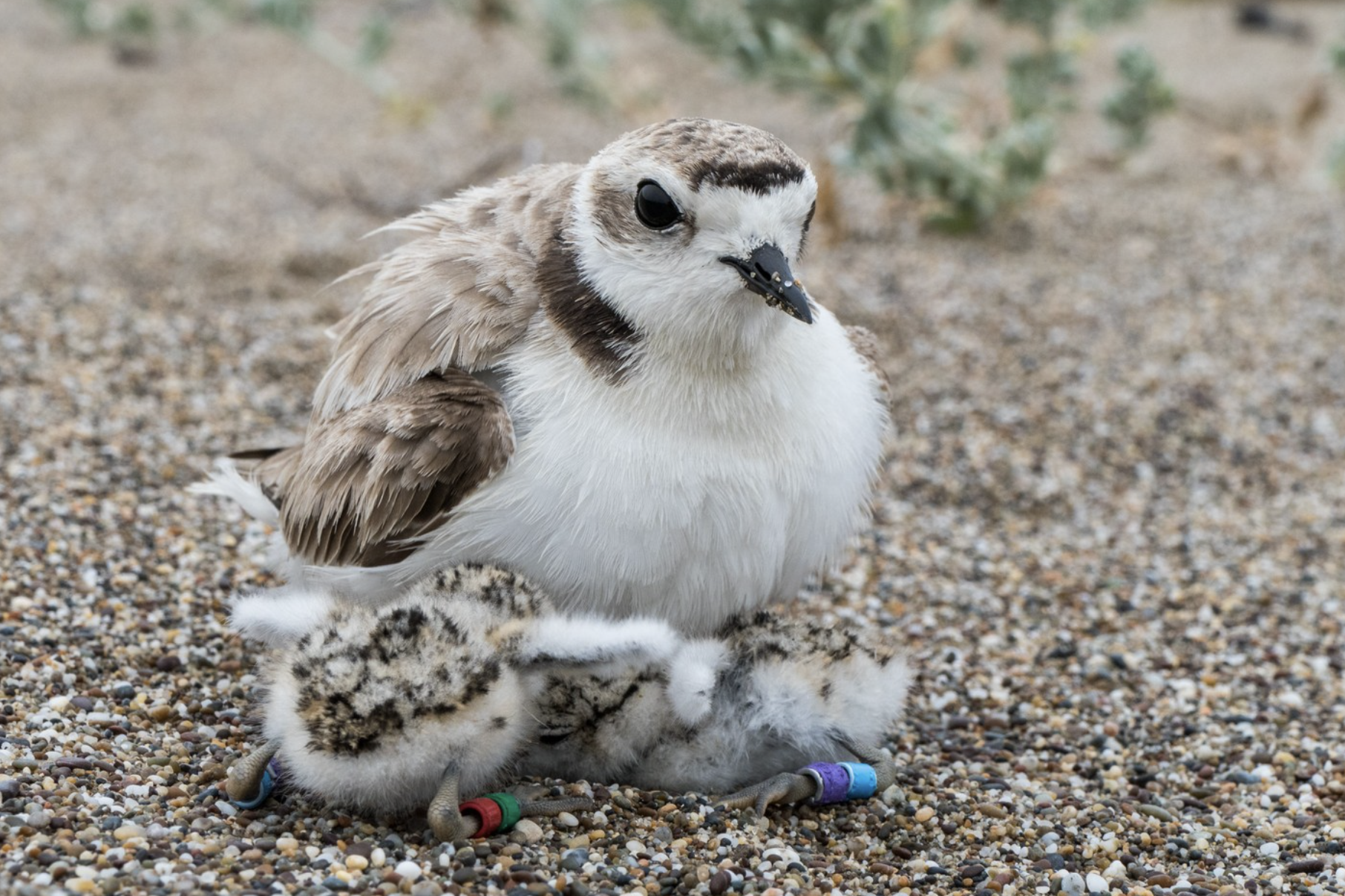 bird with chicks