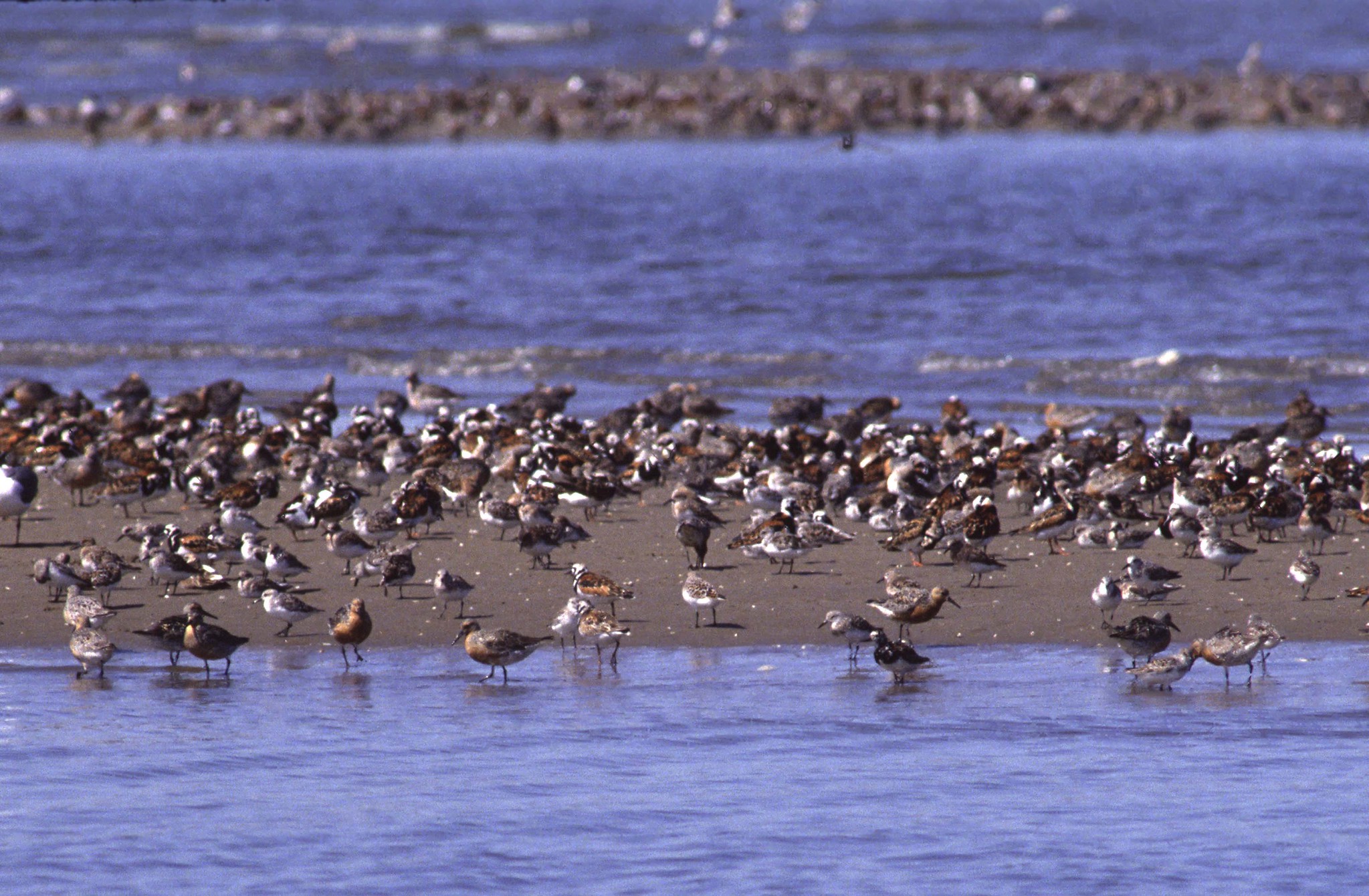 dozens of birds at a shore