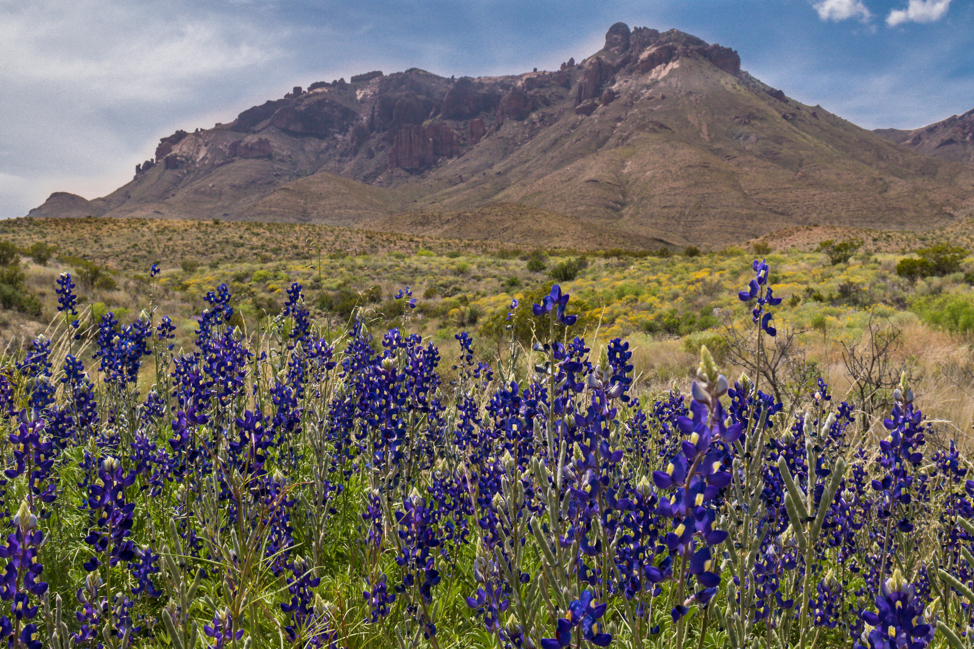 field of flowers