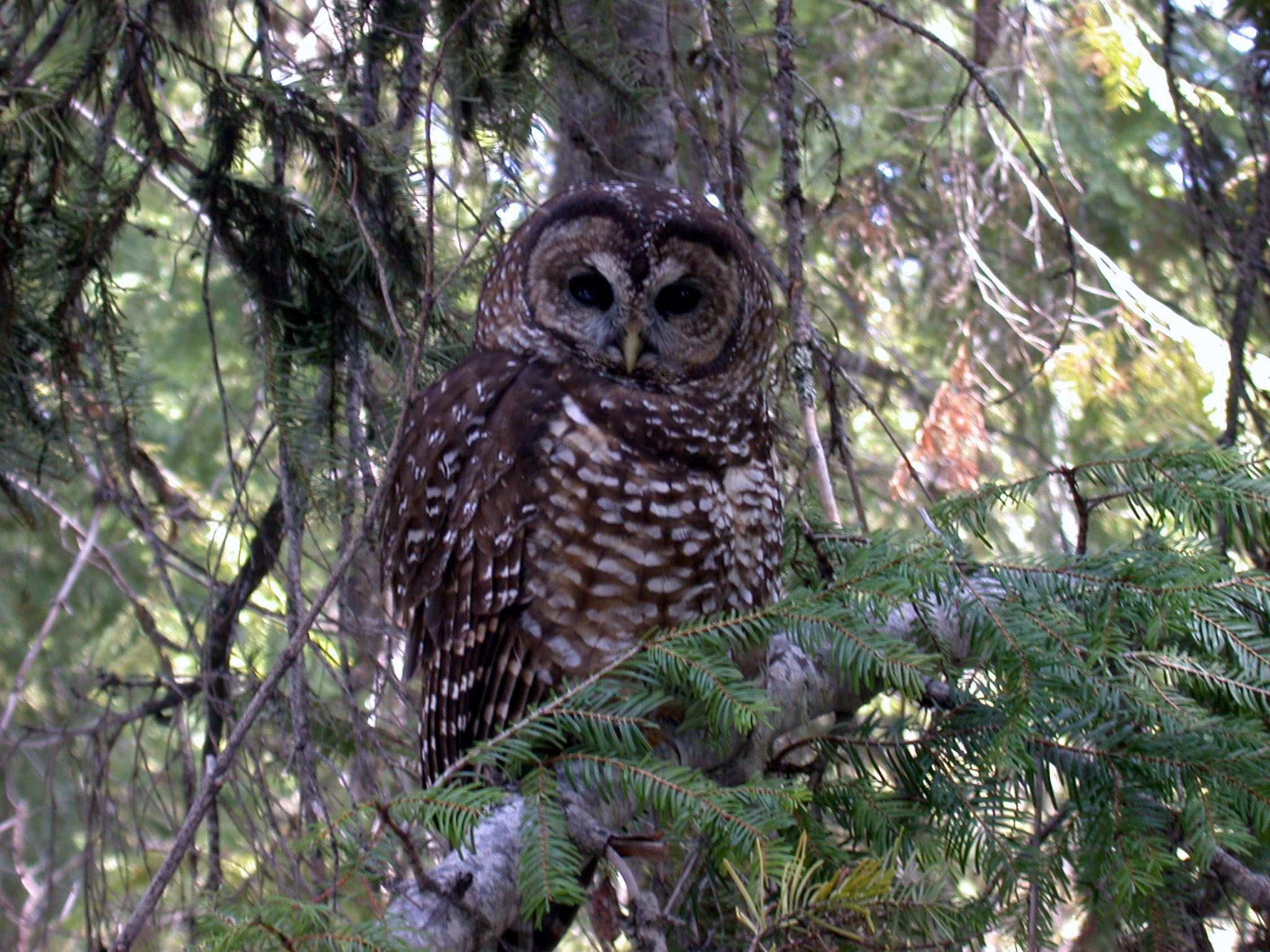 an owl sitting surrounded by trees