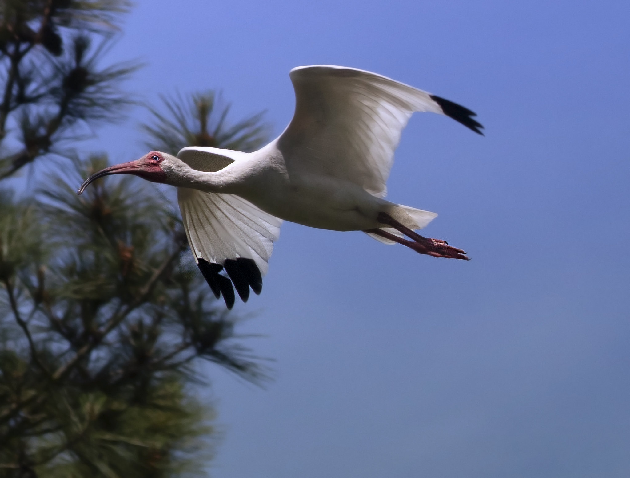 a ibis bird flying 