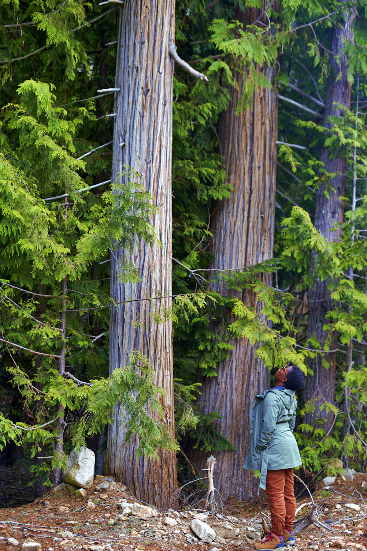 A woman looking up at a tree in the forest.