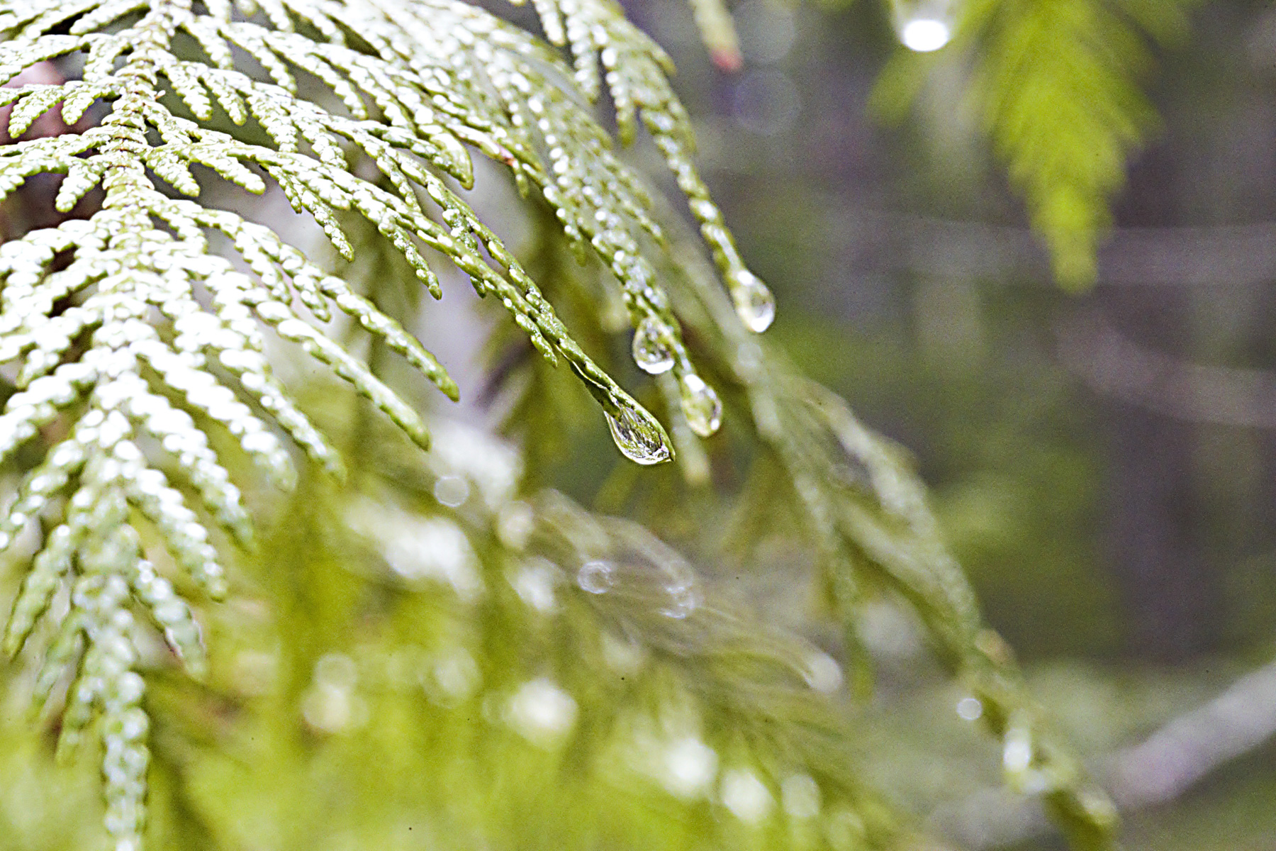 Closeup of a wet fern.