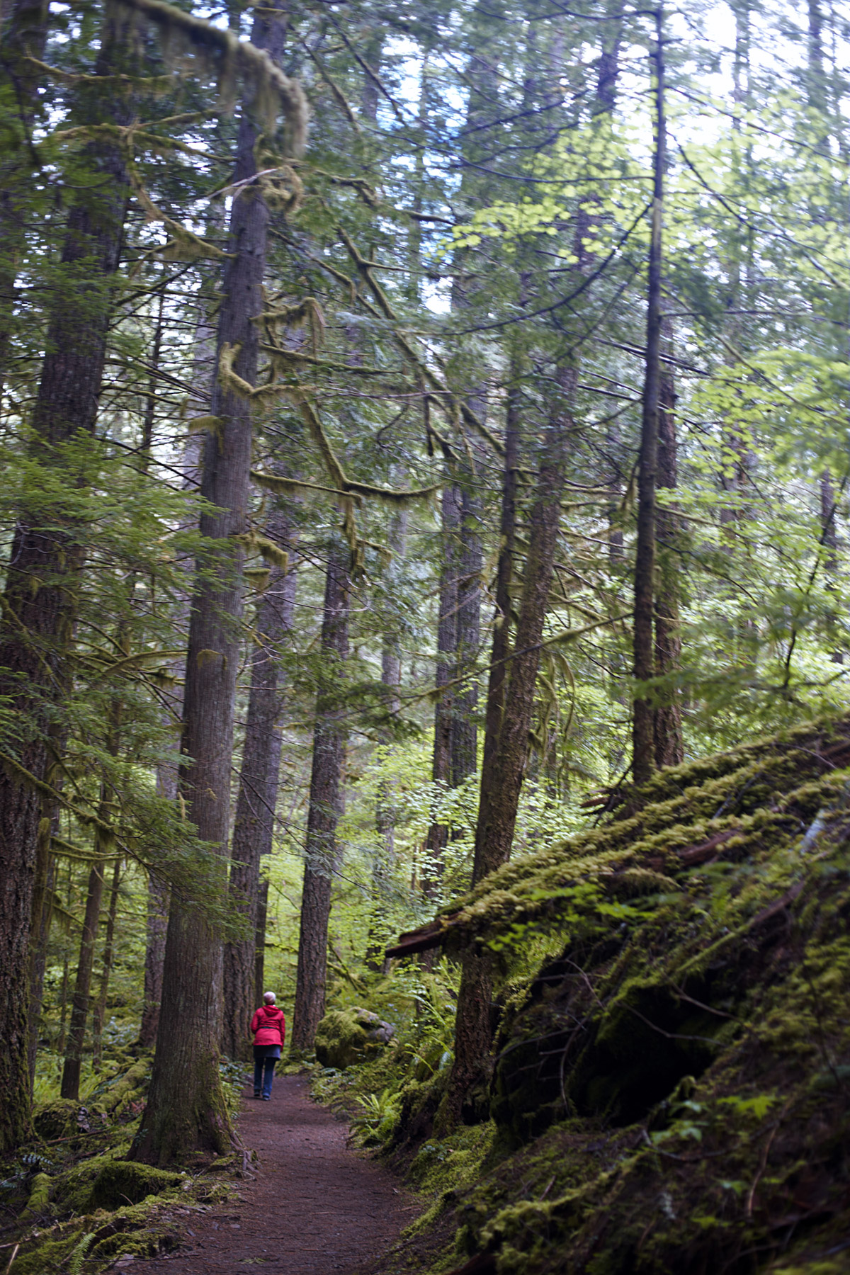 Woman walking on a trail through the forest.