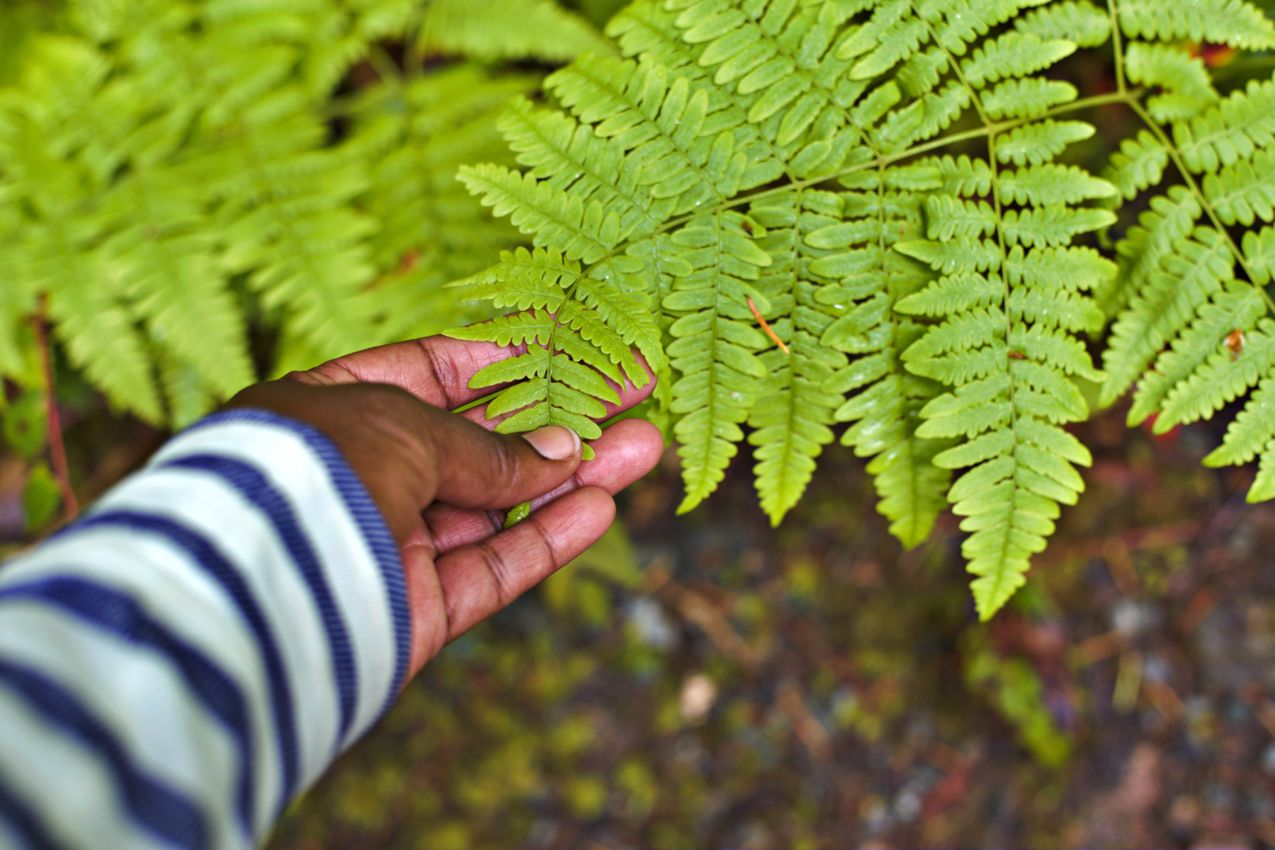 First person perspective of a hand touching a fern.