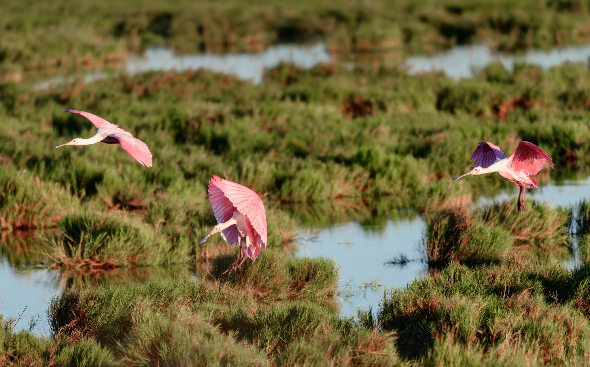 pink birds flying over marshes