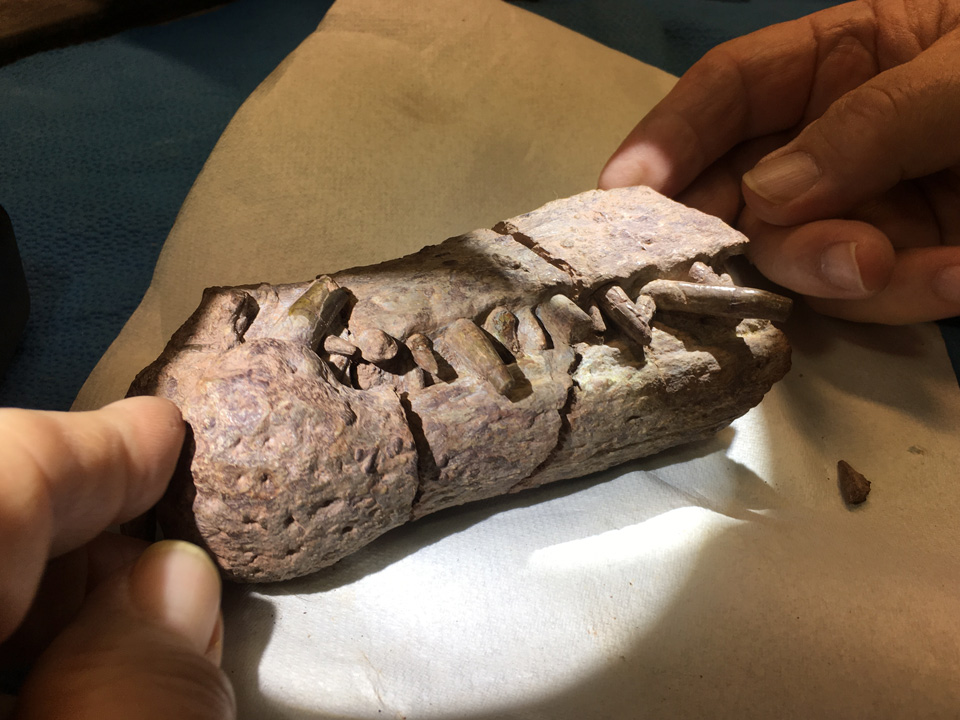 New fossil discoveries show paleontology depends on protecting places