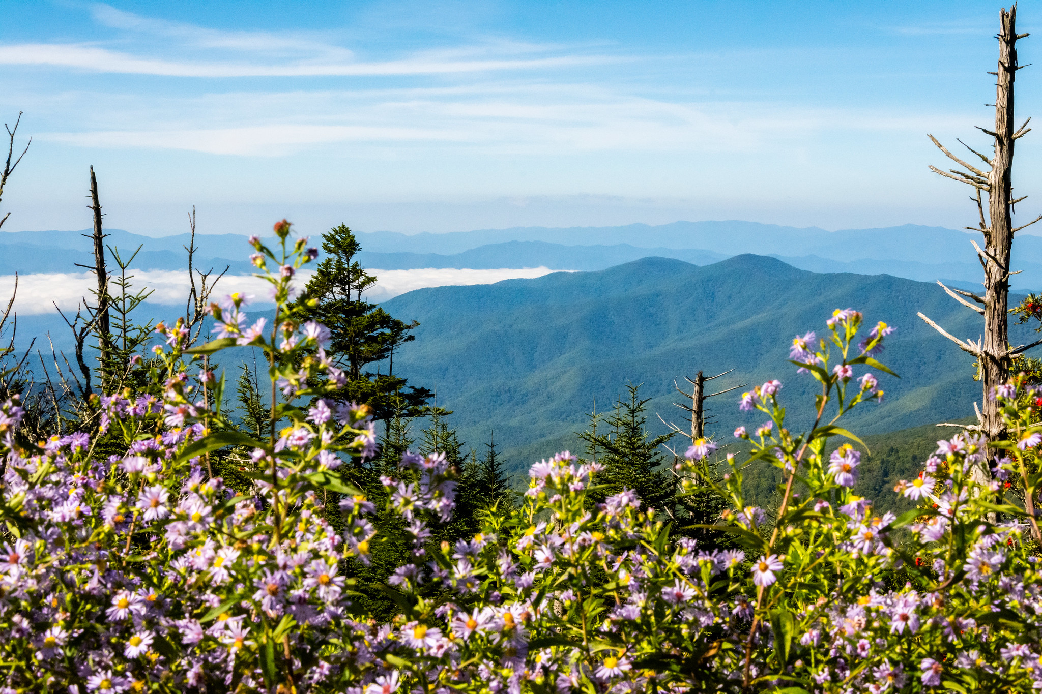 wildflowers against a backdrop of mountains above clouds