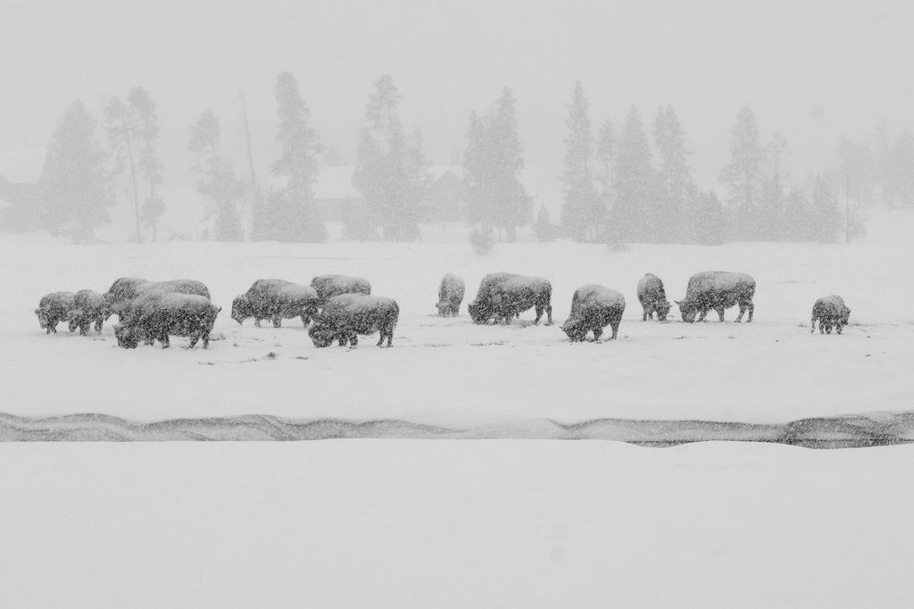 Bison in Yellowstone National Park, WY