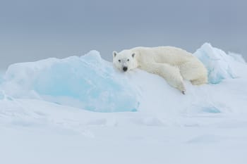 Polar bear rests on an ice flow. Copyright Gerrit Vyn
