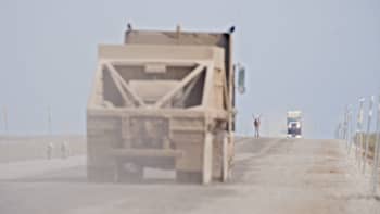 Caribou stands between two moving trucks on an Arctic roadway. Copyright Peter Mather.