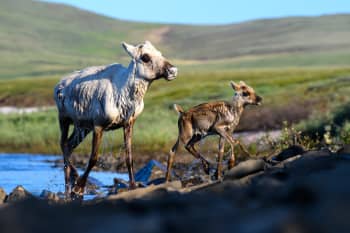 Caribou mother and calf in the Western Arctic. Copyright Gerrit Vyn