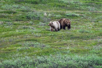 Brown bears in wildflowers.