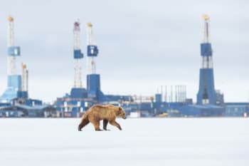 Brown bear moves across an icy plain, with and oil refinery in the background. Copyright Gerrit Vyn