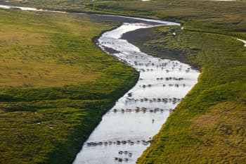 Caribou move across a river flowing through a verdant Western Arctic tundra landscape. Copyright Gerrit Vyn