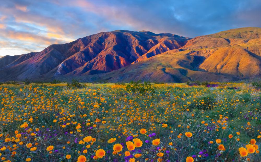 California's Anza Borrego Desert State Park is famous for its wildflowers