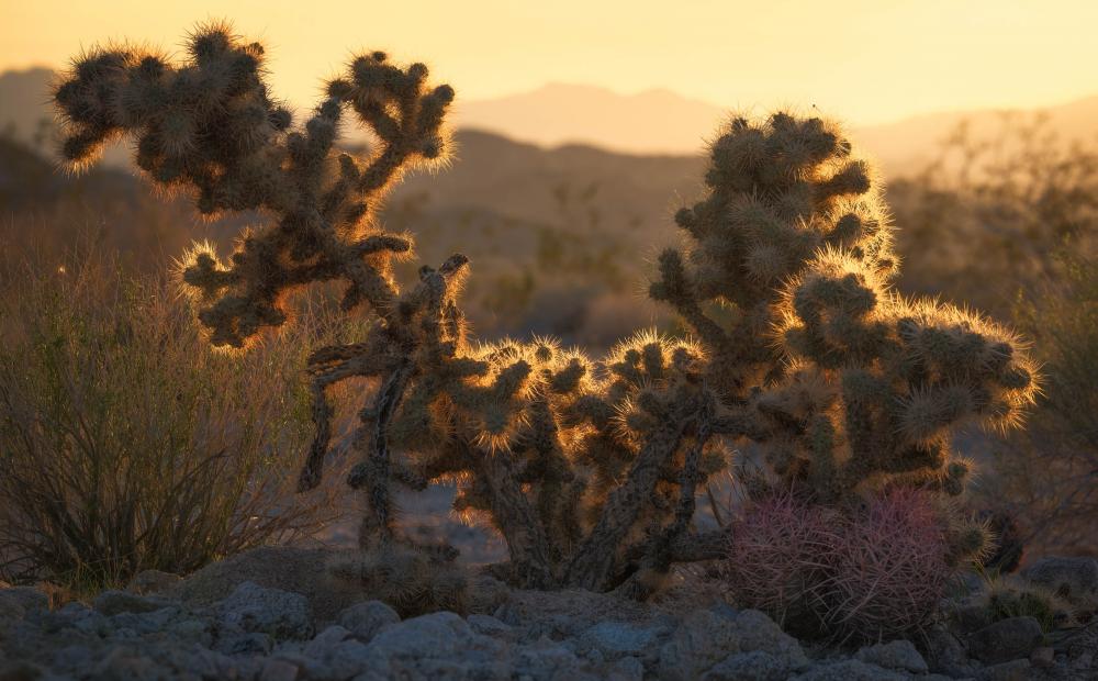 Silurian Valley, California.