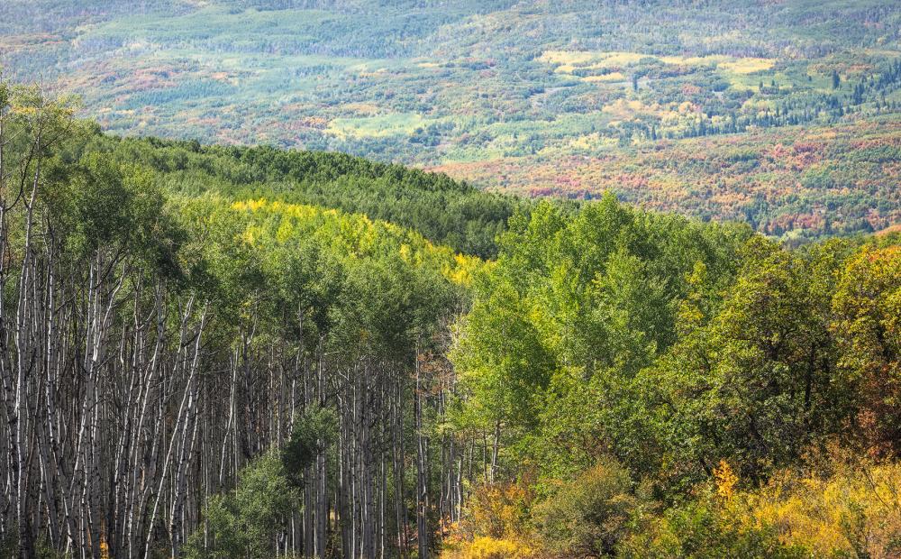 Fall foliage in North Fork Valley, Colorado.