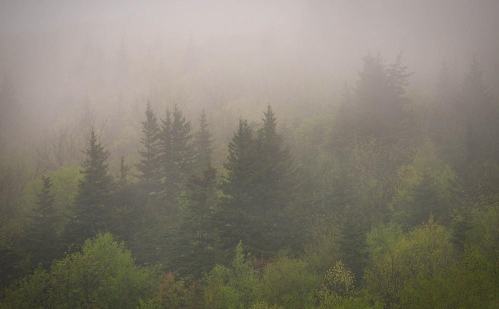 Pisgah National Forest, North Carolina.